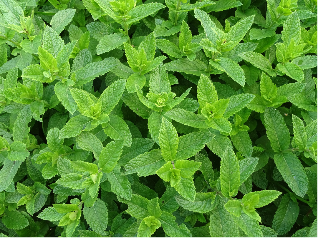 Peppermint for Managing Stress